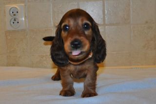 Jamnik d�ugow�osy - szczeni� 